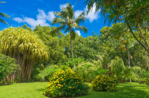 Kauai Vacation Rentals